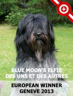 BLUE MOON'S ELFIE DES UNS ET DES AUTRES, EUROPEAN WINNER 2013 GENEVE